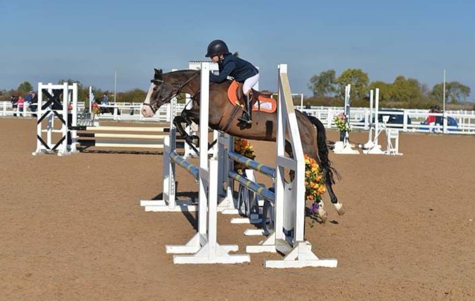Horses for sale, ponies for sale, showjumpers for sale, dressage horses